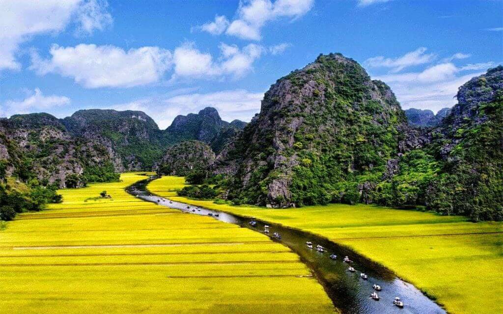 Golden Rice Fields in Ninh Binh