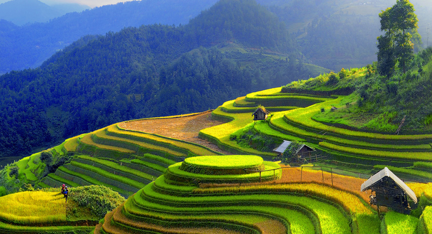 Rice Terraces near Sapa